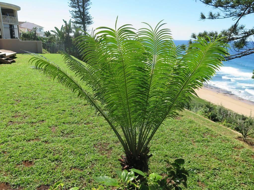 The Tides Inn Bed And Breakfast Durban Esterno foto